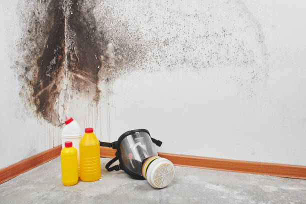 Office Mold Removal Services in Teutopolis, IL