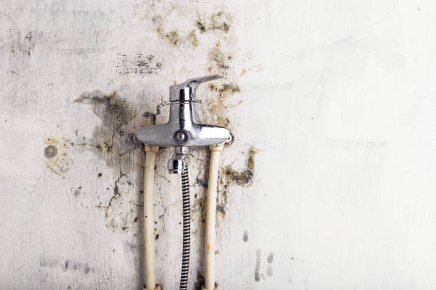 Best Mold Remediation  in Teutopolis, IL