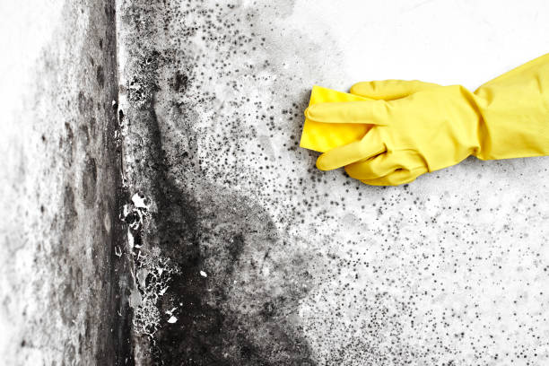Crawl Space Mold Removal in Teutopolis, IL