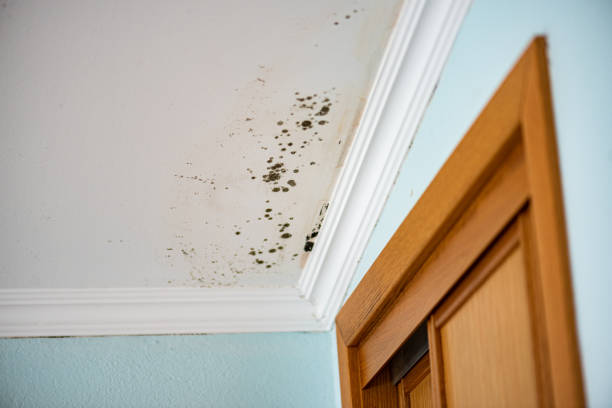 Best Residential Mold Removal  in Teutopolis, IL