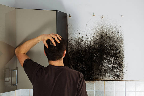 Best Mold Testing  in Teutopolis, IL