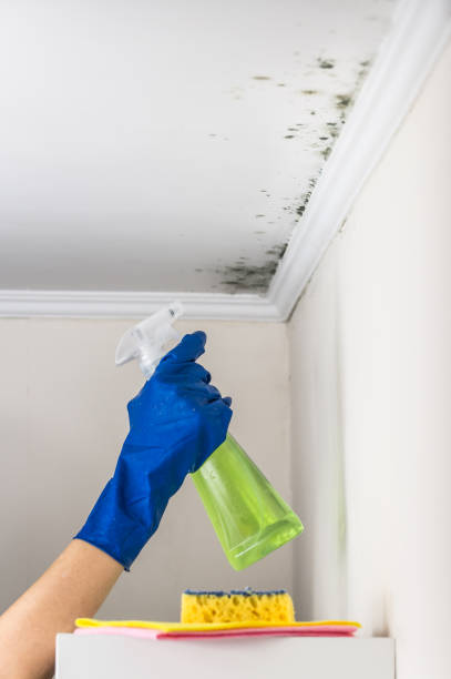 Best Mold Removal Company Near Me  in Teutopolis, IL