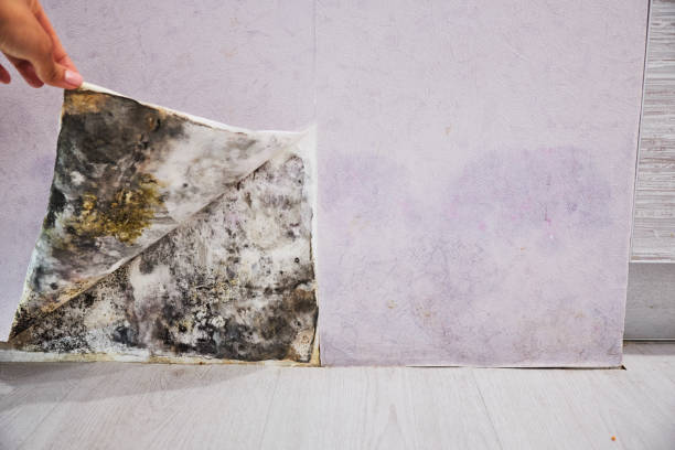 Best Fast Mold Removal  in Teutopolis, IL